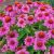 Echinacea purpurea ´Pow Wow Wild Berry´