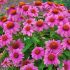 Echinacea purpurea ´Pow Wow Wild Berry´