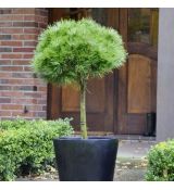 Pinus nigra ´Brepo´ na kmienku