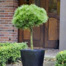 Pinus nigra ´Brepo´ na kmienku