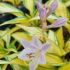 Hosta ´Remember Me´