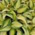 Hosta ´Remember Me´