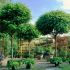 Robinia pseudoacacia ´Umbraculifera´