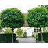 Robinia pseudoacacia ´Umbraculifera´