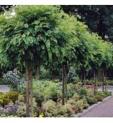 Robinia pseudoacacia ´Umbraculifera´