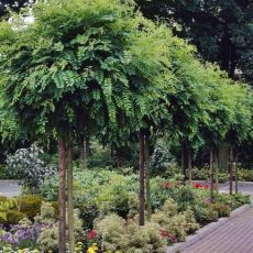 Robinia pseudoacacia ´Umbraculifera´