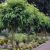 Robinia pseudoacacia ´Umbraculifera´