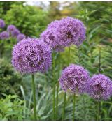 Allium 'Gladiator'