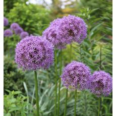 Allium 'Gladiator'