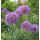 Allium 'Gladiator'