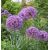 Allium 'Gladiator'
