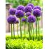 Allium 'Gladiator'