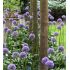 Allium 'Gladiator'