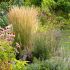 Calamagrostis acutiflora ´Karl Foerster´