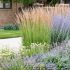 Calamagrostis acutiflora ´Karl Foerster´