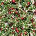 Cotoneaster dammeri