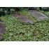 Cotoneaster dammeri