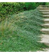Cotoneaster dammeri