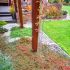 Cotoneaster procumbens ´Queen of Carpets´