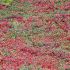 Cotoneaster procumbens ´Queen of Carpets´