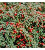 Cotoneaster procumbens ´Queen of Carpets´