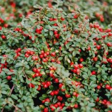 Cotoneaster procumbens ´Queen of Carpets´