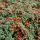 Cotoneaster procumbens ´Queen of Carpets´