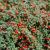 Cotoneaster procumbens ´Queen of Carpets´