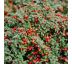 Cotoneaster procumbens ´Queen of Carpets´ Ø13 / 1L
