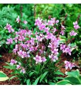 Gaura lindheimeri ´Cherry Brandy´®