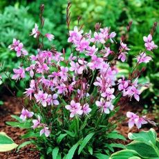 Gaura lindheimeri ´Cherry Brandy´®