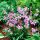 Gaura lindheimeri ´Cherry Brandy´®