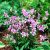Gaura lindheimeri ´Cherry Brandy´®