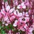 Gaura lindheimeri ´Cherry Brandy´®