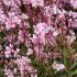 Gaura lindheimeri ´Cherry Brandy´®