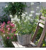 Gaura lindheimeri ´Snowbird´®