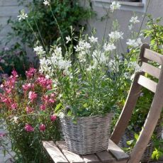 Gaura lindheimeri ´Snowbird´®