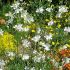 Gaura lindheimeri ´Snowbird´®