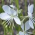 Gaura lindheimeri ´Snowbird´®