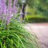 Liriope muscari ´Moneymaker´