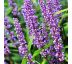 Liriope muscari ´Moneymaker´ 9x9 / 0,5L