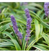 Liriope muscari ´Variegata´