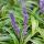 Liriope muscari ´Variegata´