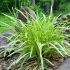 Liriope muscari ´Variegata´