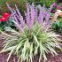 Liriope muscari ´Variegata´