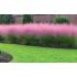 Muhlenbergia capillaris
