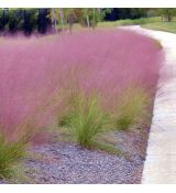 Muhlenbergia capillaris