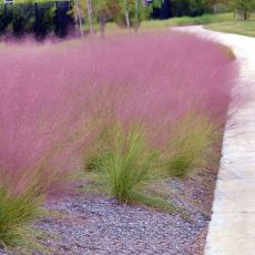 Muhlenbergia capillaris