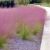 Muhlenbergia capillaris