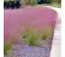 Muhlenbergia capillaris 9x9 / 0,5L